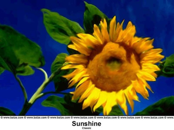 Sunshine