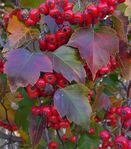 Berry  Tree