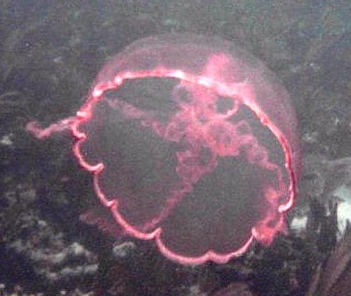 Moon jelly