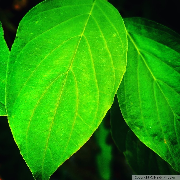 leaves