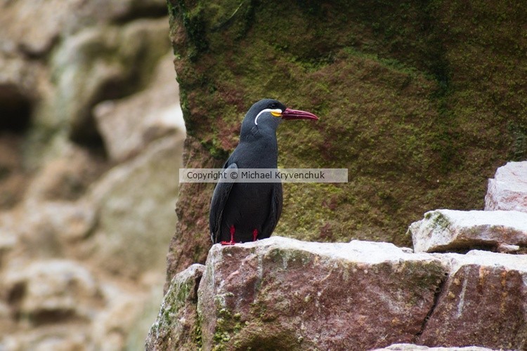 Inca Tern