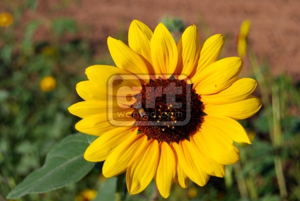 Morning Sunshine
