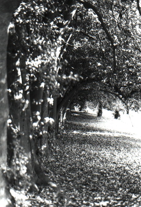 The Woods