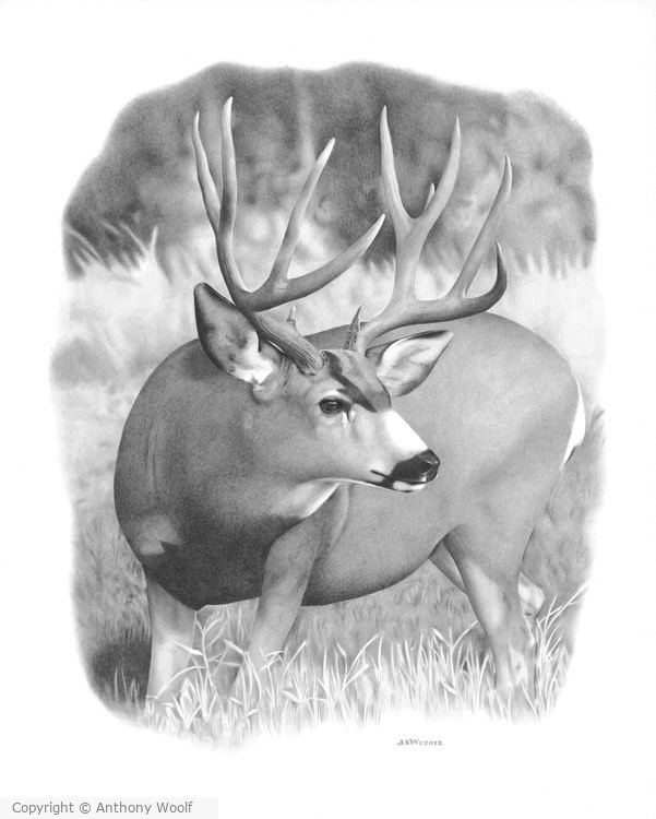 Deer