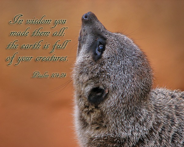 Psalm 104:24