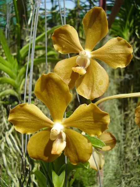 orchid_1