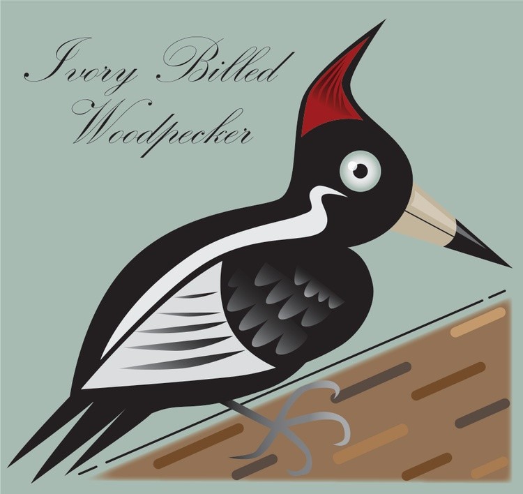 Ivory Billed Woodpecker