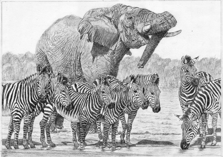 zebra crossing 