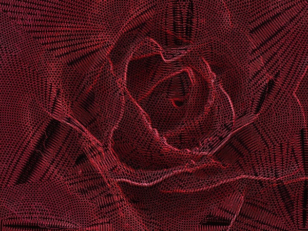 Laced Rose