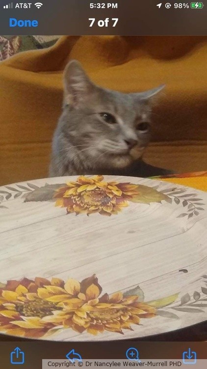 Bruce the cat.  Where's mine. 