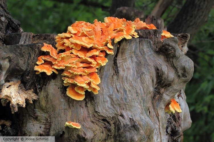 True Orange