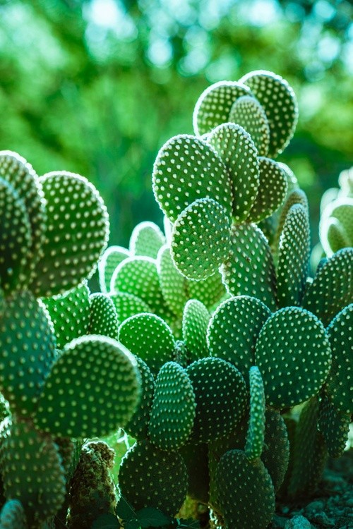 Prickley