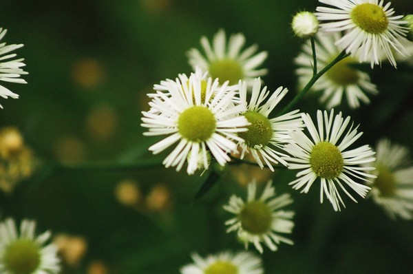 Tiny Daisy
