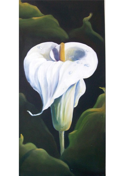 Calla Lilly