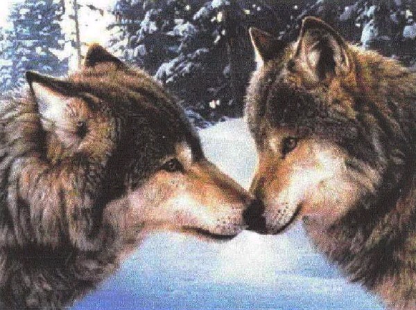 Two wolves