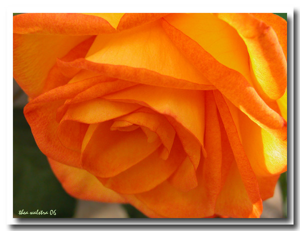 Sweet oranges