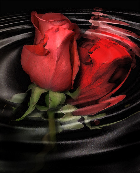 roses are red