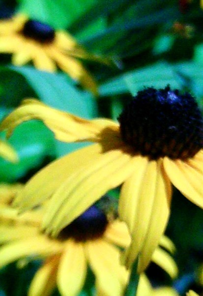 The TuTu Flower