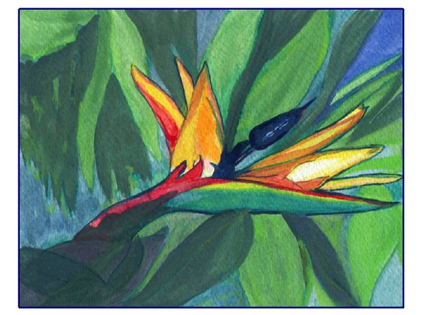 Bird of Paradise