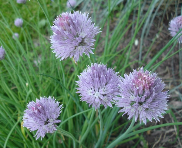 Purple Flowers