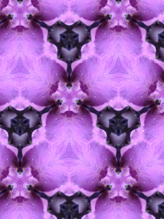 Kaleidoscope Purple Flowers