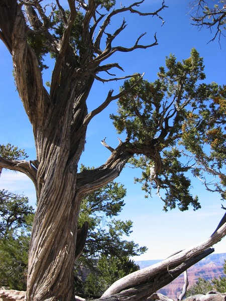 Grand Canyon Tree