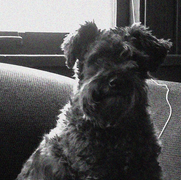Minature Schnauzer Part 2