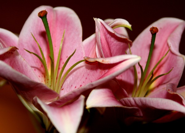 MORE LILIES FOR YOU