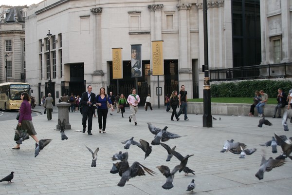 Trafalgar Square Pigeons