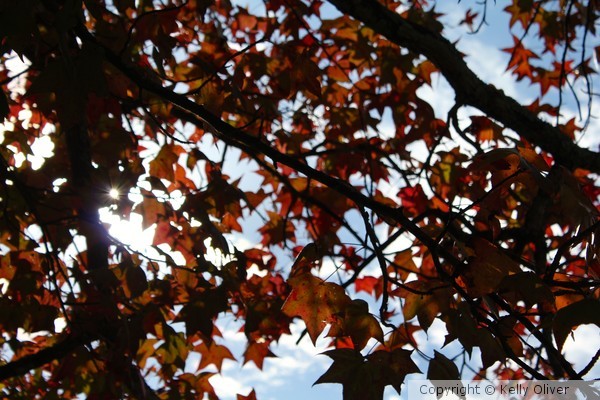 Thru the Leaves