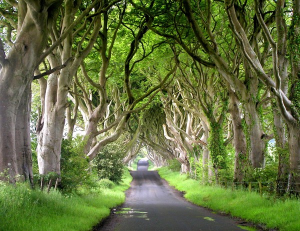 Magical Lane