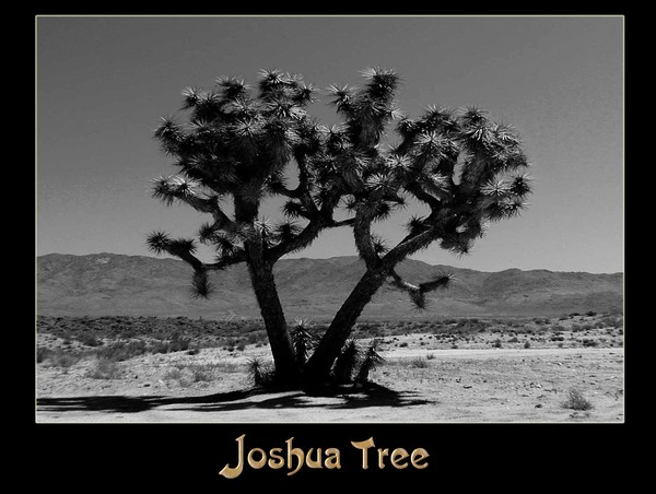 Joshua Tree