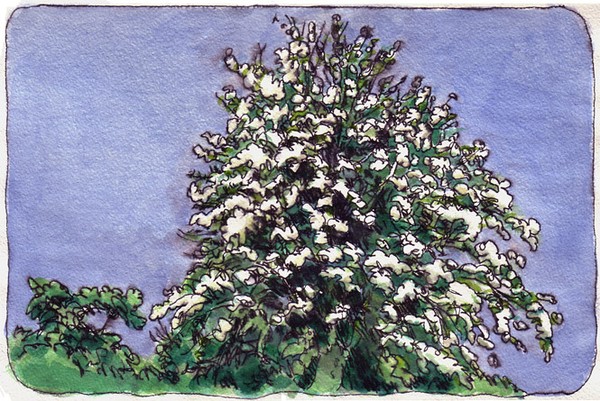 The old peartree in bloom