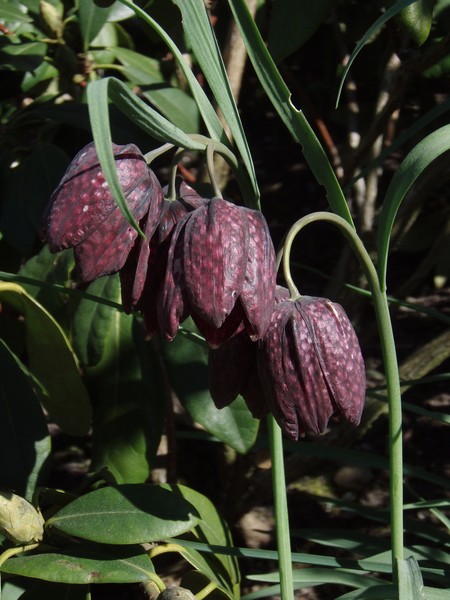 Fritillaria meleagris Snake head