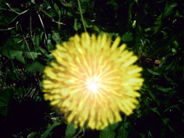Exploding Dandelion