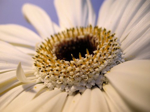 gerbera