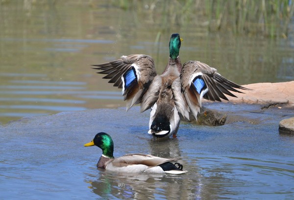 Mallards