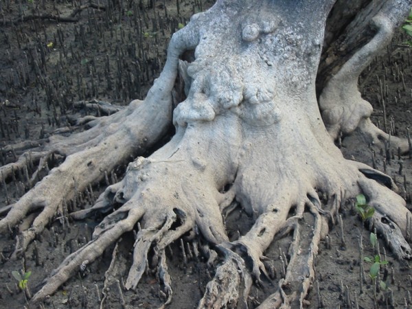 tree roots