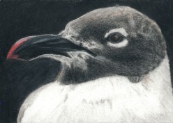 Proud Bird - ACEO