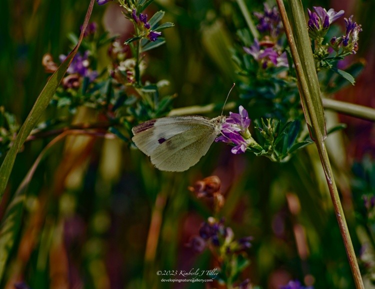 Cabbage White P0141