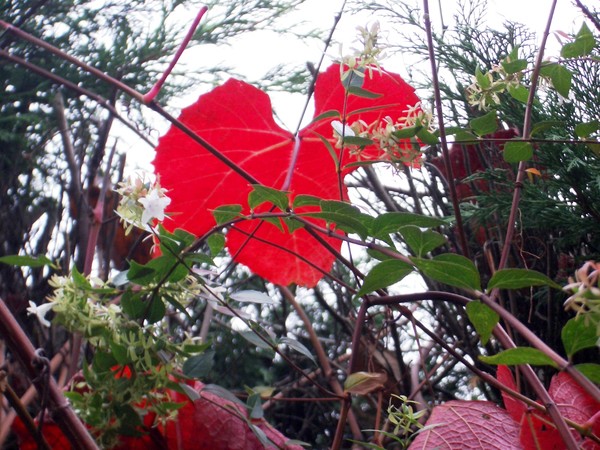 red leaf