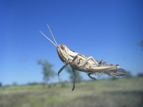 Free riding Locust