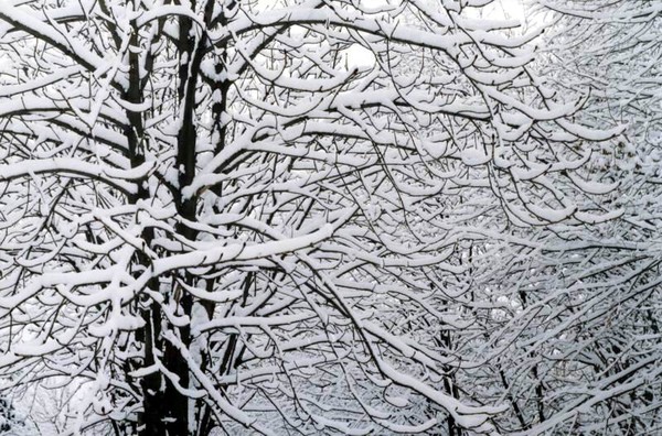 Branches