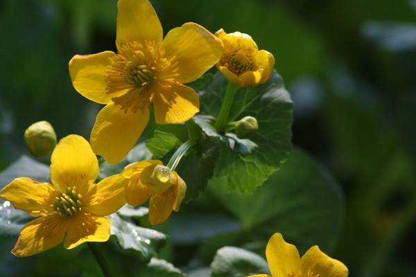 Marsh Marigolds