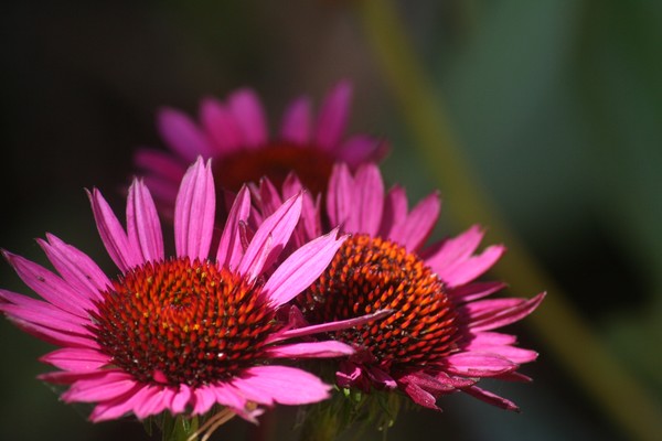 Just some flowers