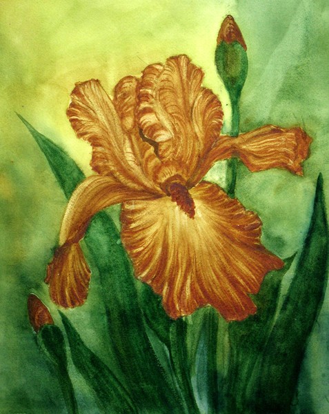 Rusty Iris