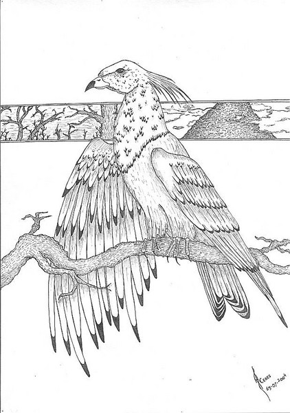 Bird of north
