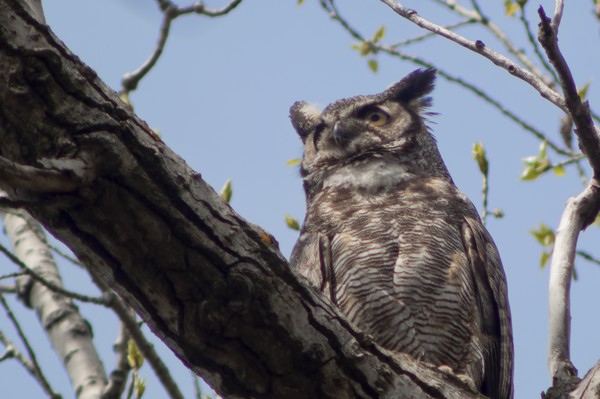 The Last Check of the nest