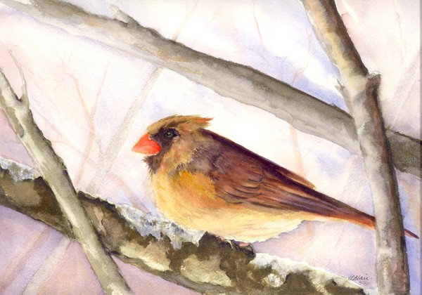 Female Cardinal
