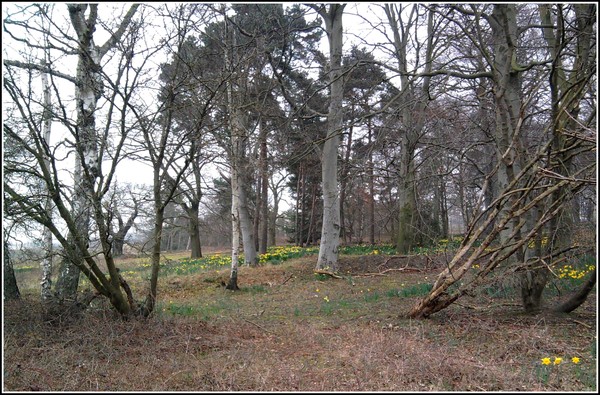 Daffodils in the wood